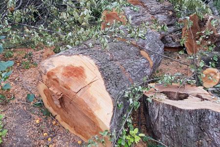 Вырубка краснокнижных деревьев в Алматы: полиция завела уголовное дело
