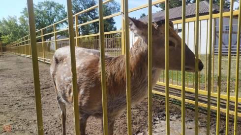 В Карагандинском зоопарке уволили ветеринарного врача после истории со спиливанием рогов у оленей