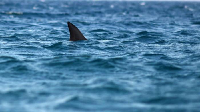 Редкую и необычную акулу выловили у побережья Италии
                14 сентября 2021, 21:14