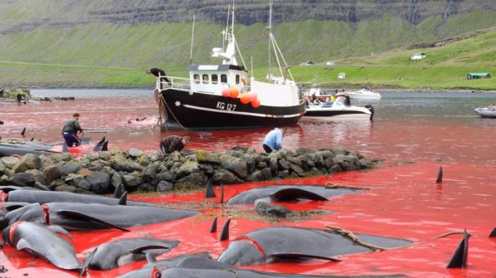 Больше тысячи дельфинов убили на Фарерских островах
                15 сентября 2021, 10:17