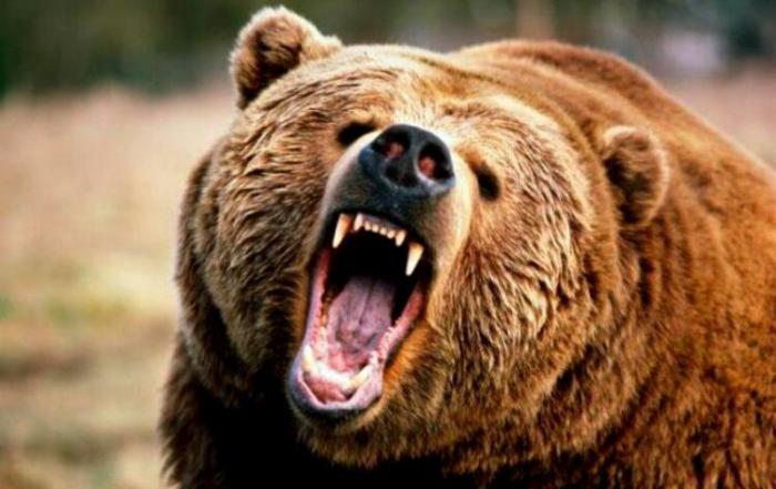 Жителей ВКО напугали гуляющие по улицам медведи