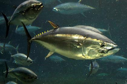 В России резко снизился импорт тунца