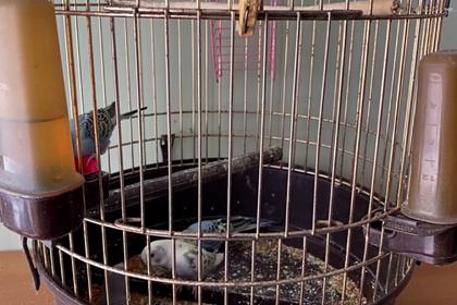 Россиянин с ножом украл из зоомагазина попугаев для девушки и попал в тюрьму