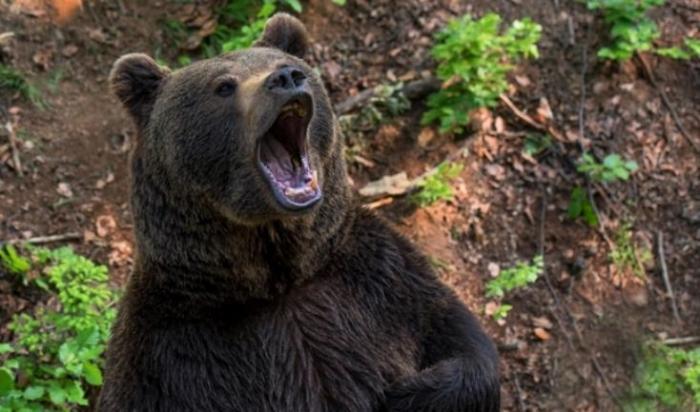 Жители ВКО ночью нарвались на двух медведей