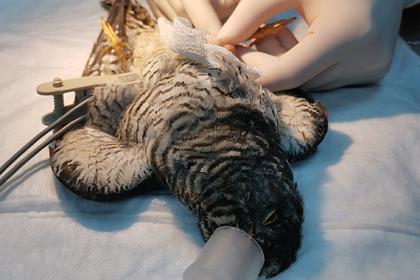 Российские ветеринары прооперировали сломанную лапу кукушки