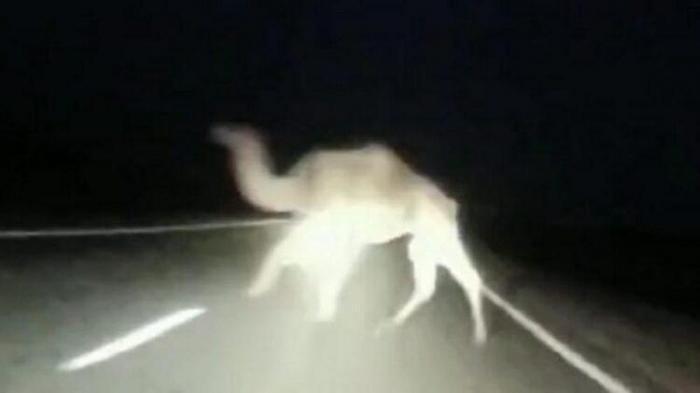 Ослепленный фарами водитель не заметил верблюда на дороге в Мангистау (ВИДЕО)