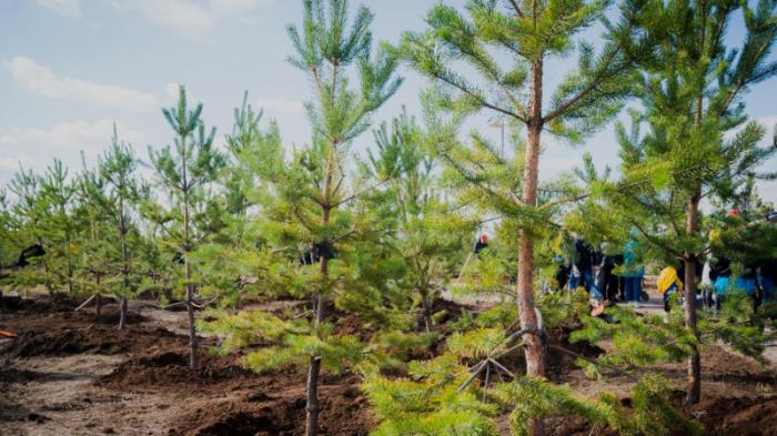 В Нур-Султане осенью планируют высадить полмиллиона деревьев
                19 сентября 2021, 02:02