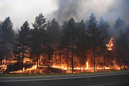 2021 год назван рекордным по площади лесных пожаров в России