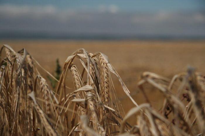 Последствия засухи. Хватит ли Казахстану собственного зерна?