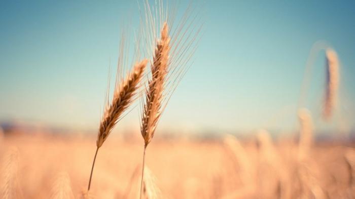 В Казахстане снижен объем сбора зерновых из-за засухи
                21 сентября 2021, 09:40