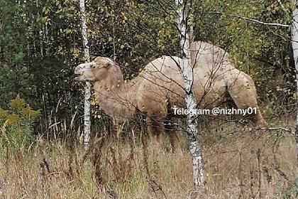 Россиянин пошел в лес за грибами и встретил верблюда