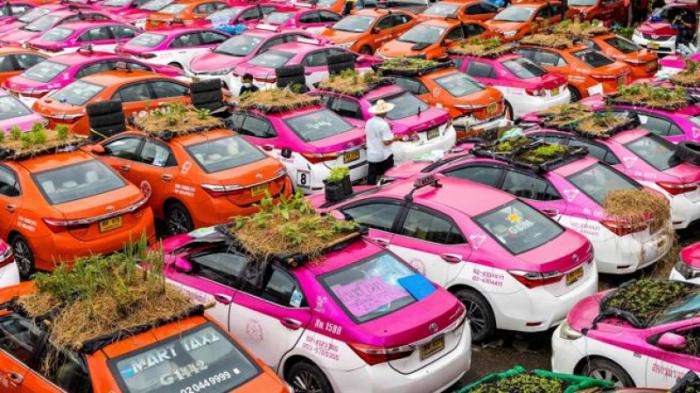 Тайские таксисты превратили крыши своих авто в огороды
                21 сентября 2021, 20:23