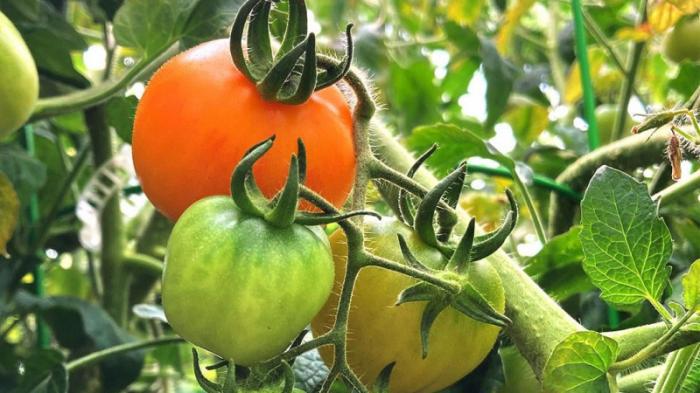 Лечебные для гипертоников помидоры начали продавать в Японии
                22 сентября 2021, 14:58