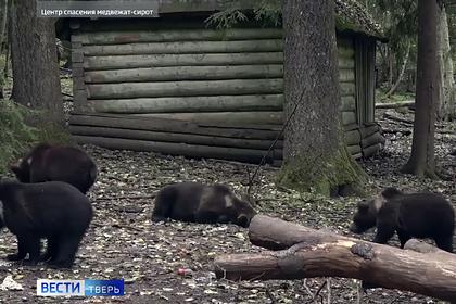 В Тверской области спасли от гибели и отправили на волю 13 медвежат-сирот