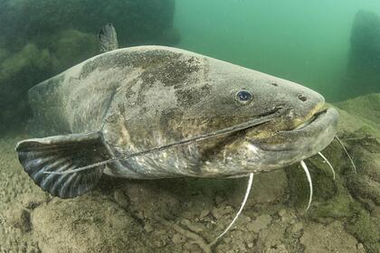 52-килограммового сома выше человеческого роста выловили рыбаки в реке Урал