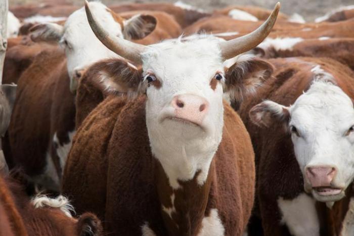 В СКО у сельчан забирают и уничтожают скот из-за вспышки бруцеллеза