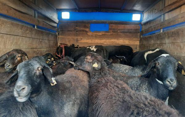В Сарыагаше оштрафовали водителя, который вез скот без ветеринарных документов