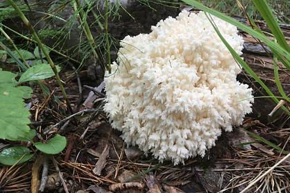 Россиянин нашел в лесу редчайший гриб с шипами
