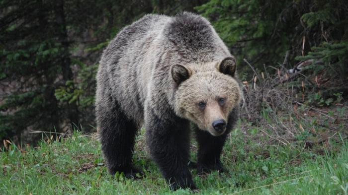 На набеги медведя пожаловались жители Риддера
                24 сентября 2021, 09:16