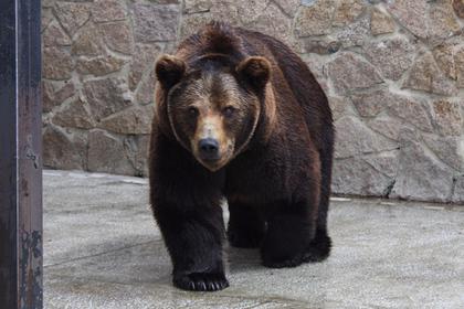 В российском зоопарке совершили массовое убийство зверей