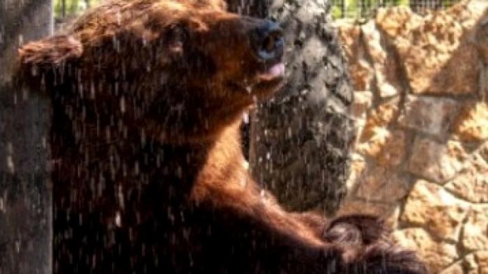 Злоумышленник отравил медведей в российском зоопарке
                24 сентября 2021, 21:31