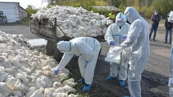 Очередная вспышка птичьего гриппа в СКО: погибло больше тысячи птиц
                27 сентября 2021, 14:36