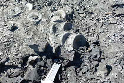 Под Ульяновском нашли скелеты двух ихтиозавров неизвестного вида