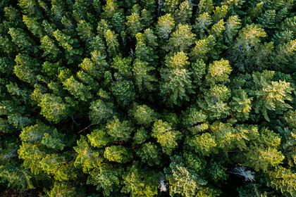 В Татарстане восстановили 1000 гектаров леса