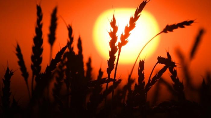 Казахстан возобновил поставки муки и зерна в Афганистан - Минсельхоз
                28 сентября 2021, 16:39