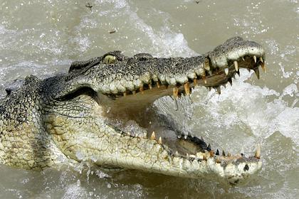 Турист отправился в круиз по кишащей крокодилами реке и едва не лишился руки