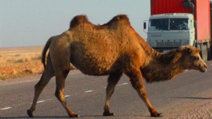 Владелец верблюда выплатит больше миллиона тенге из-за ДТП на трассе в Мангистау
