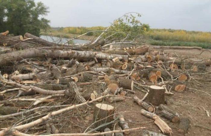 В ЗКО незаконно срубили деревья на особо охраняемой территории