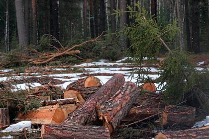 Развеян миф о неисчерпаемости российских лесов