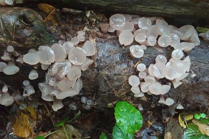 В Калужской области нашли редкие грибы
