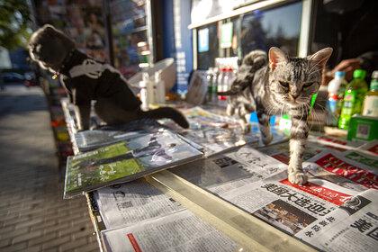 Власти Китая усыпили домашних кошек с положительным результатом на COVID-19