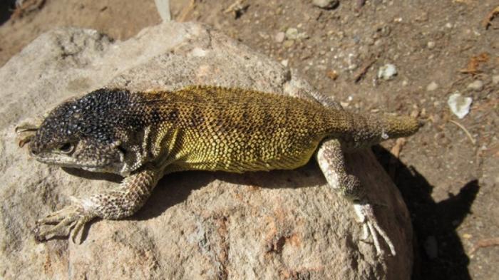 Новый вид ящериц нашли в горах в Перу
                30 сентября 2021, 17:42
