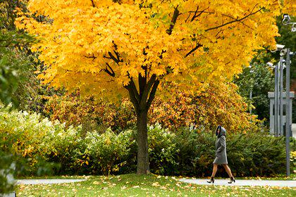 Листья на деревьях перестали желтеть из-за глобальной проблемы