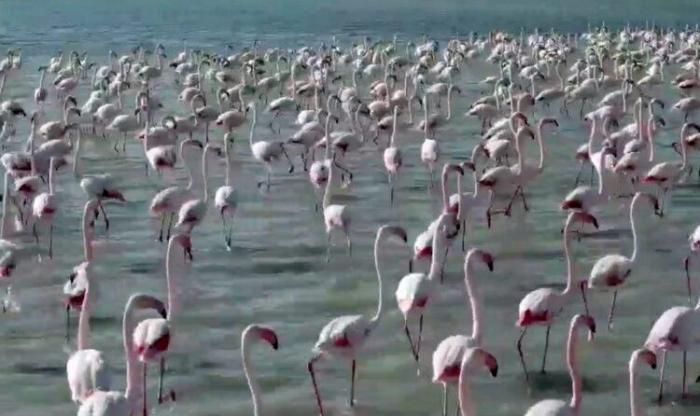 Розовые фламинго вновь прилетели в Актау (ВИДЕО)