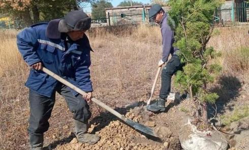 К 30-летию независимости – 30 туй: В Улытауском районе прошла акция по осенней посадке деревьев