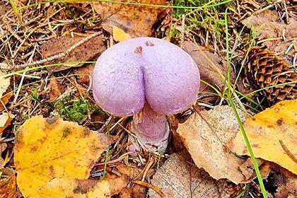 На Сахалине заметили необычный фиолетовый гриб «пикантной» формы