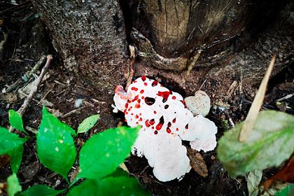 В российском регионе нашли редчайший «кровоточащий» гриб