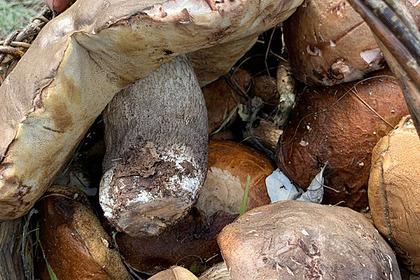 В Волгоградской области нашли килограммовый гриб