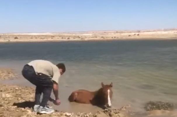 Казахстанцы спасли от гибели увязшую в грязи лошадь