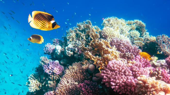 Из-за глобального потепления в мире исчезло 14 процентов коралловых рифов за 10 лет
                05 октября 2021, 19:50