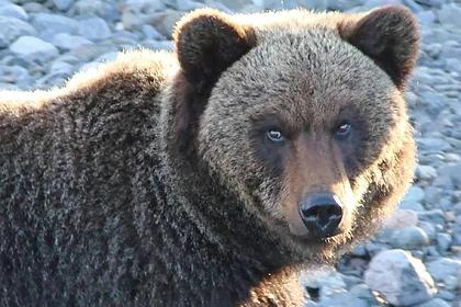 В Иркутской области области рядом с туристической тропой заметили медведя