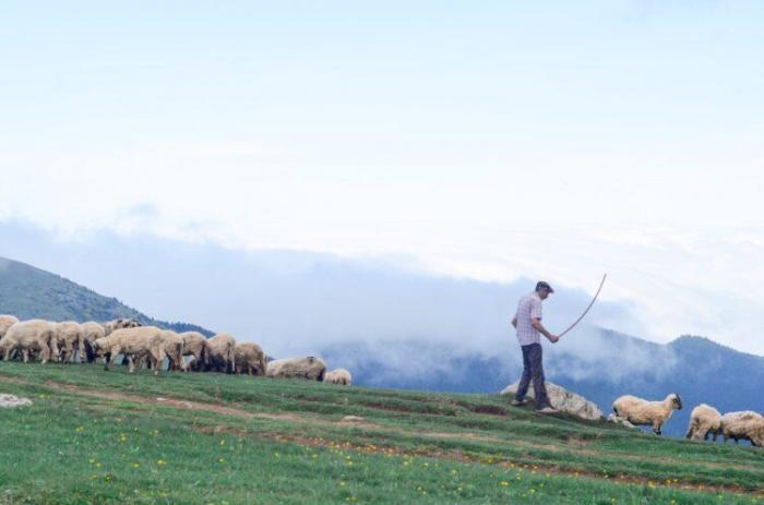 Пастуха нашли повешенным во дворе дома полицейского в Туркестанской области