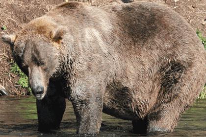 Самый толстый медведь обошел конкурентов благодаря уникальной технике ловли рыбы