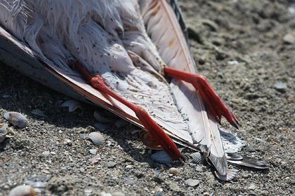 Раскрыта причина массовой гибели птиц в Крыму
