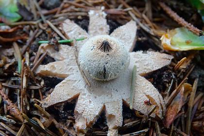 В российском регионе нашли редкий гриб-звезду