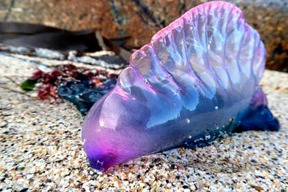 Смертельно опасных фиолетовых существ заметили у берегов Великобритании